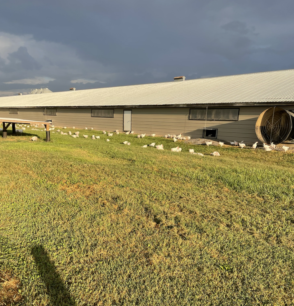 Farmer Focus Free Range Chickens