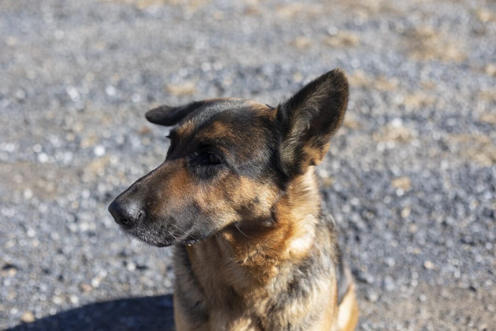 Dog at Farmer Focus PAPO