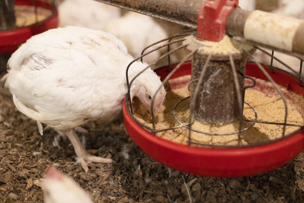 Chicken eating from feed pan in chicken house