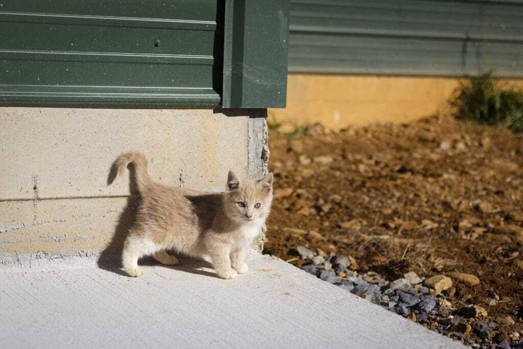 Farmer Focus Farm Cat